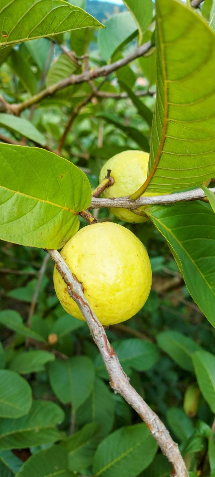 מלון Rancho Acacia Sao Roque מראה חיצוני תמונה