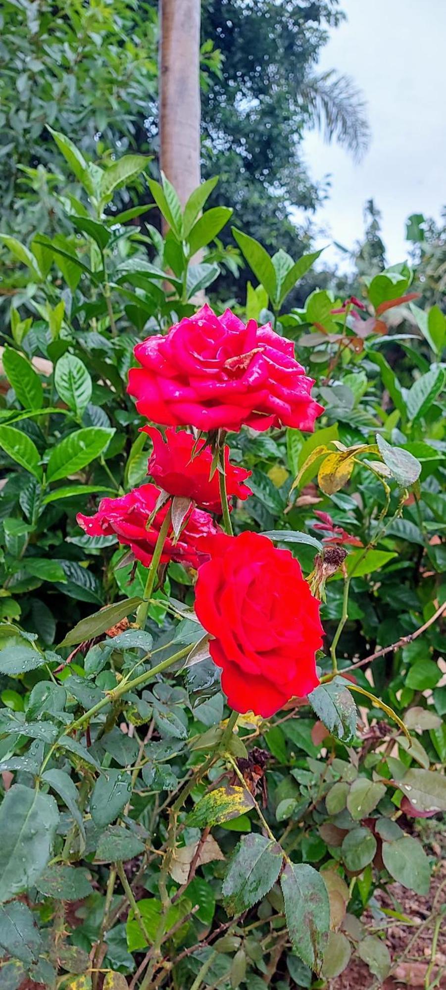 מלון Rancho Acacia Sao Roque מראה חיצוני תמונה